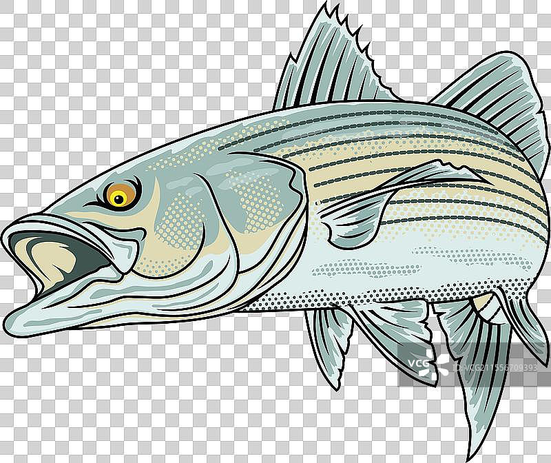 条纹鲈鱼钓鱼标志图片素材