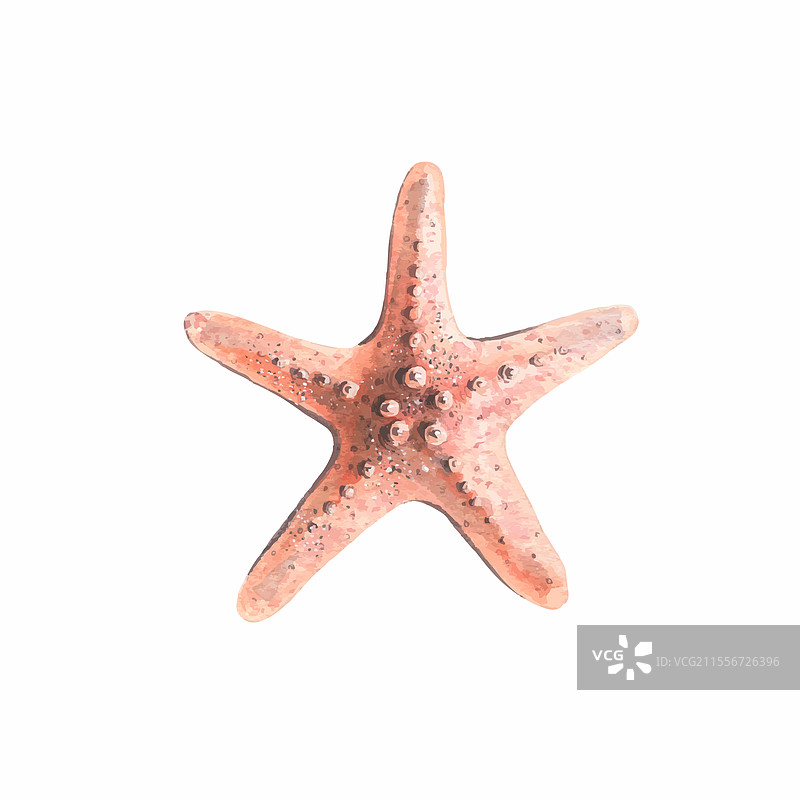 水彩画的珊瑚海星图片素材