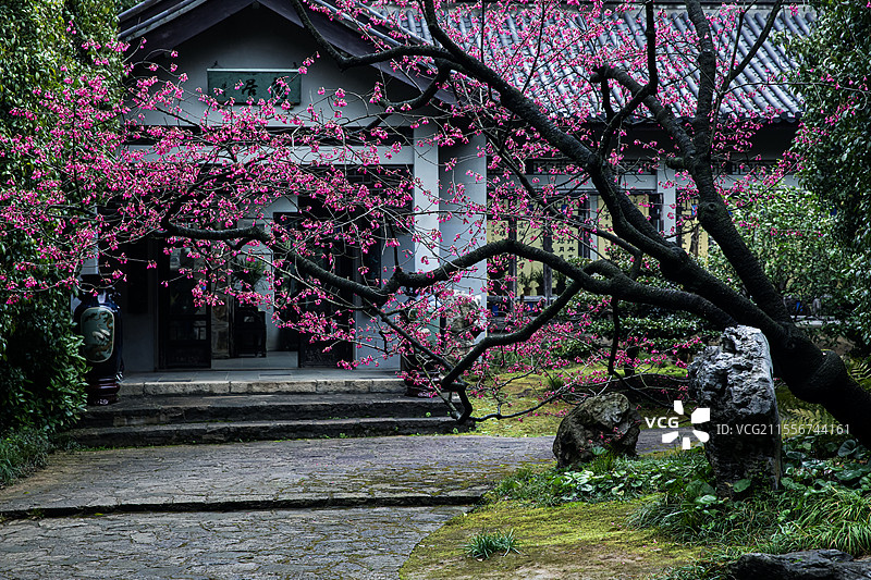 一棵开花的树（席慕容）（无锡鼋头渚江南兰苑山樱）图片素材