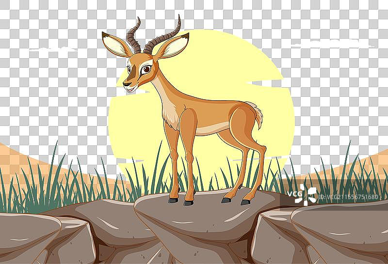 优雅的瞪羚在日落背景下伫立图片素材