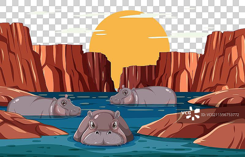 三只河马在河中，背景是日落景色图片素材