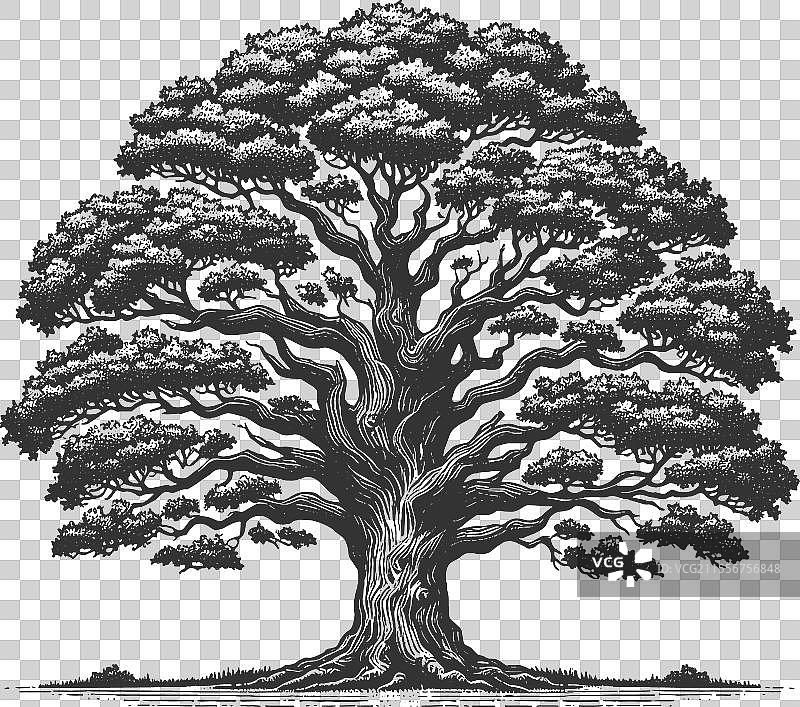 广根橡树雕刻图片素材