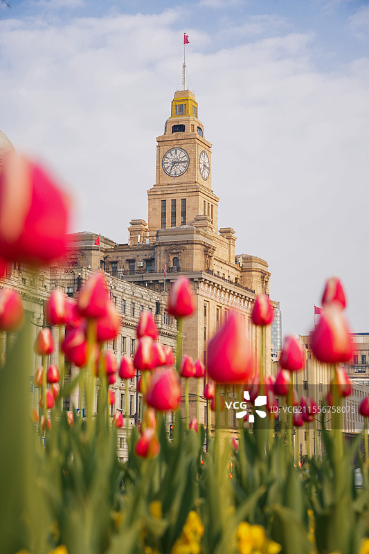上海外滩城市地标建筑春天植物郁金香风景图片素材