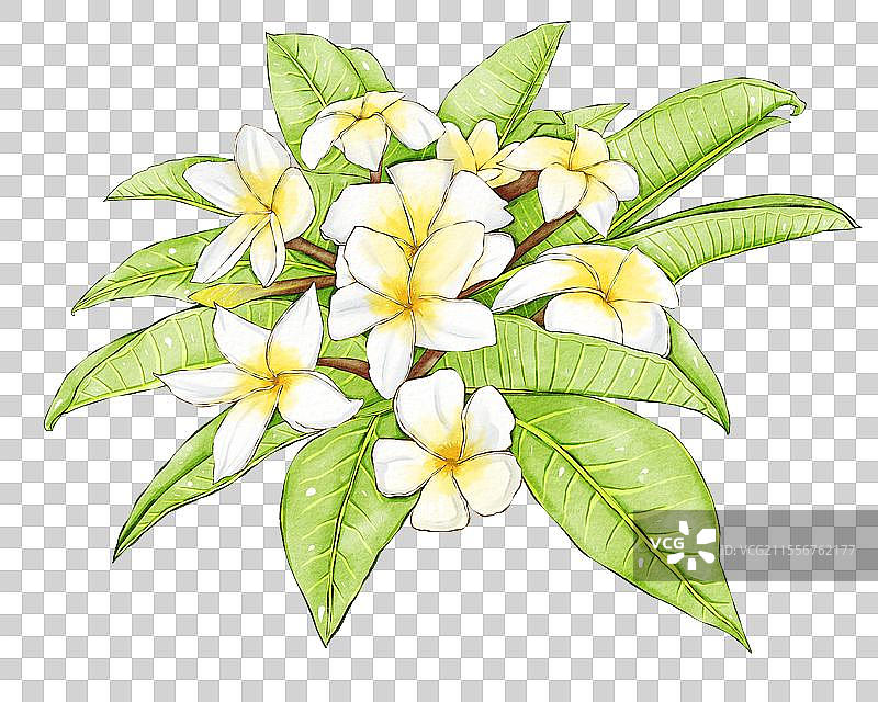 鸡蛋花插画元素图片素材