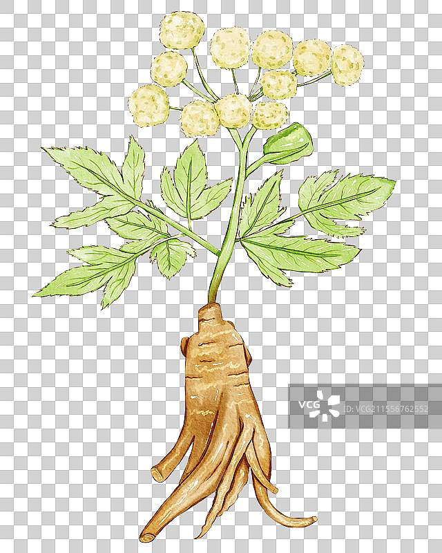 当归插画元素图片素材