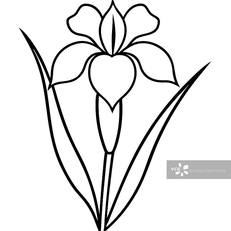 蓝色西伯利亚鸢尾花的写实风格线条艺术图片素材