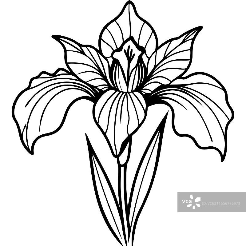 蓝色西伯利亚鸢尾花的写实风格线条艺术图片素材