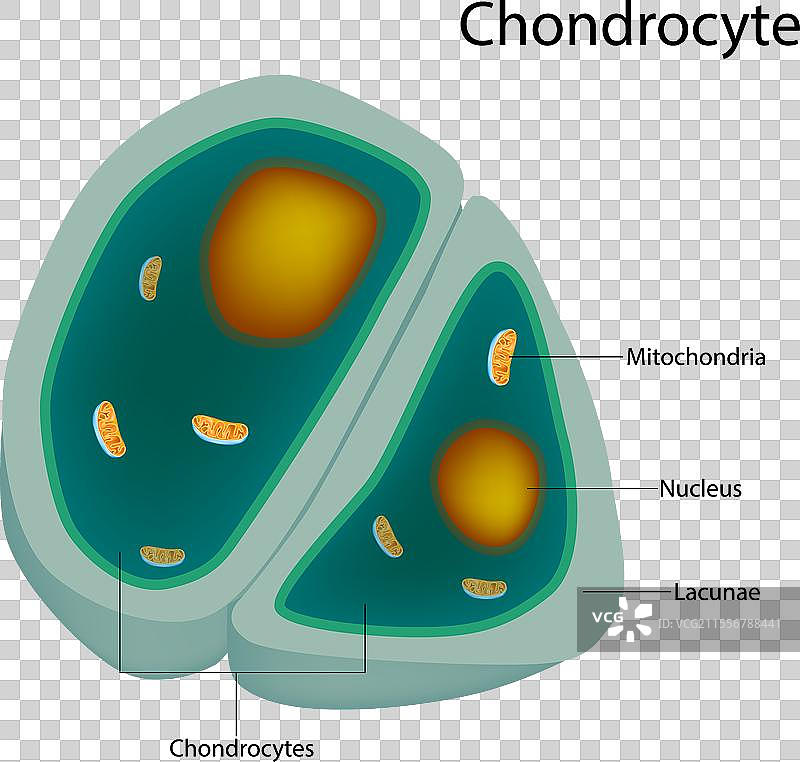 健康软骨细胞的结构图片素材