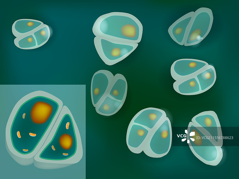 健康软骨细胞的结构图片素材