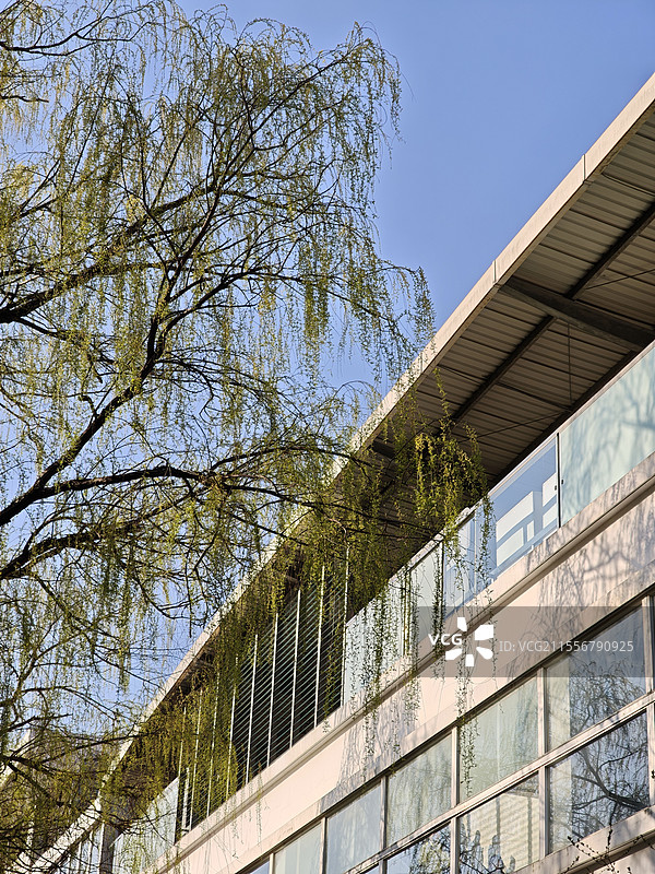 春天地铁站旁柳树枝桠飘飘图片素材