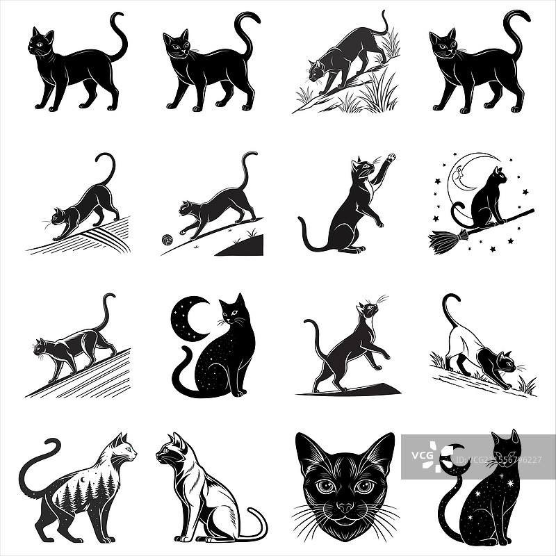 缅甸猫图片素材