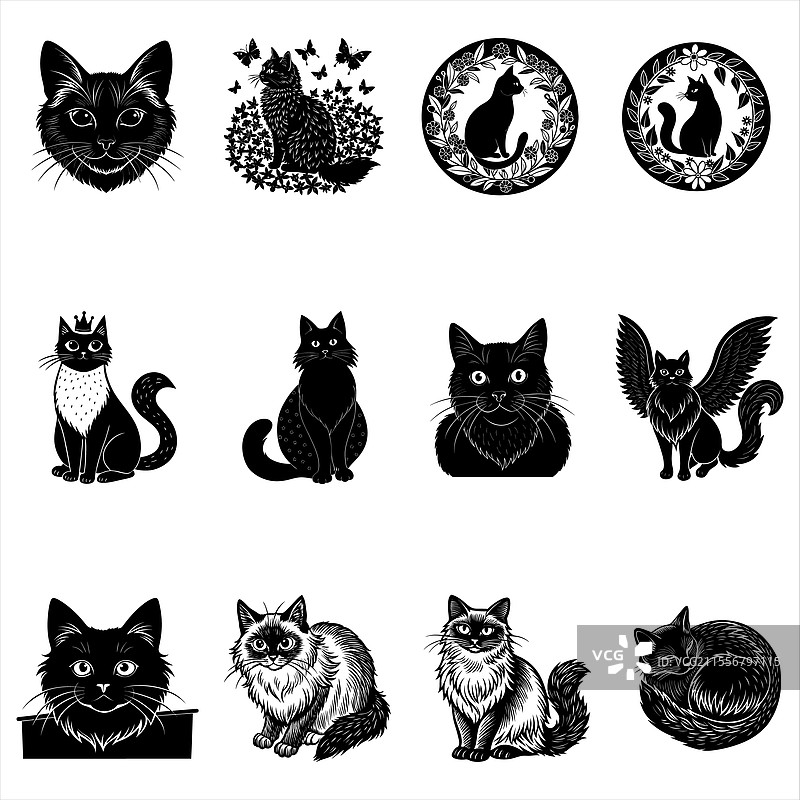 缅甸猫图片素材