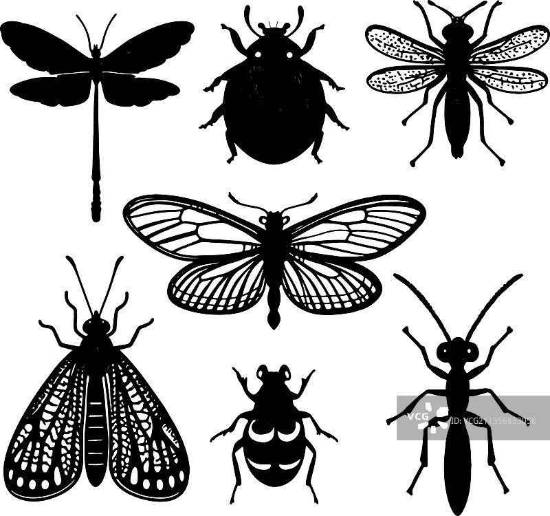黑白色昆虫图片素材