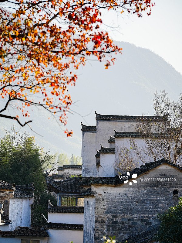 卢村古建筑乌桕树图片素材