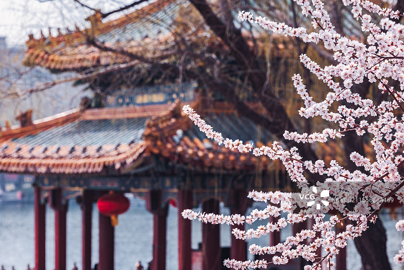 春和景明：阐福寺桃花开如雪图片素材