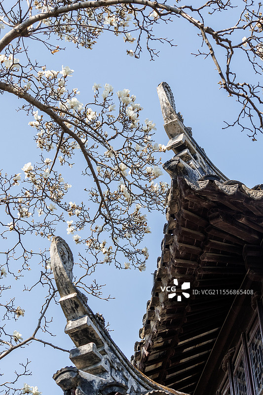 春天的玉兰花与古建飞檐图片素材