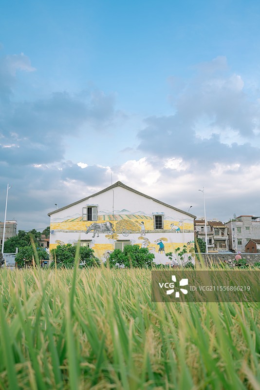 东莞，上元稻田公园，稻田美景图片素材