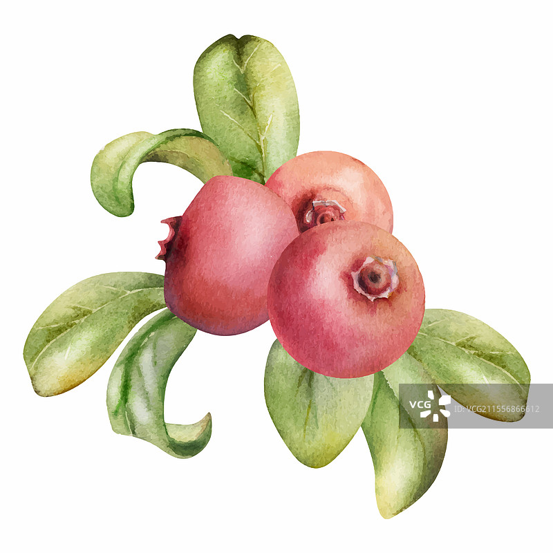 蔓越莓和越橘的果串与绿叶手握在一起图片素材