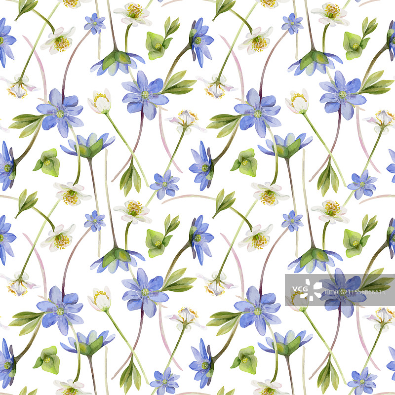 春季短暂花卉 蓝色肝花 忘忧草图片素材