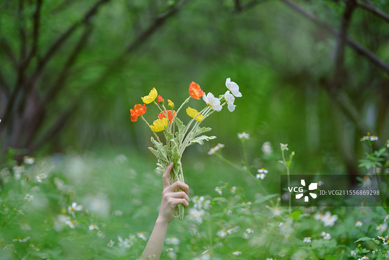 广州，创新公园，雏菊，野菊花，少女写真图片素材