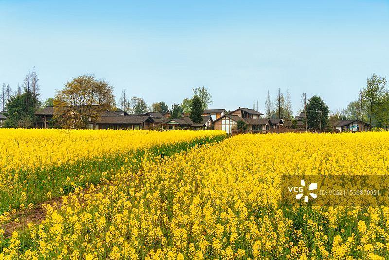 中国四川成都大邑县油菜花田里的村庄民居图片素材