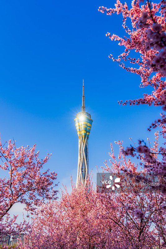 河南，郑州市，管城回族区，地标建筑中原福塔春季美人梅盛放场景，花团锦簇，二十四节气，春分节气，蔷薇科图片素材