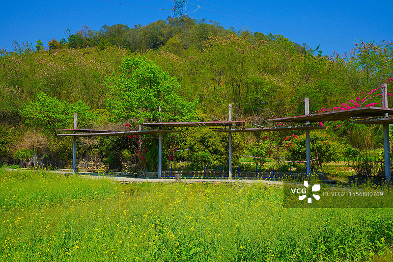 广州市从化区，罗洞工匠小镇，麦田乡村田园风光！图片素材