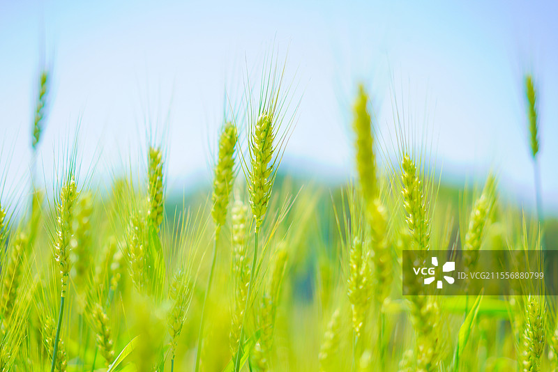 广州市从化区，罗洞工匠小镇，麦田乡村田园风光！图片素材