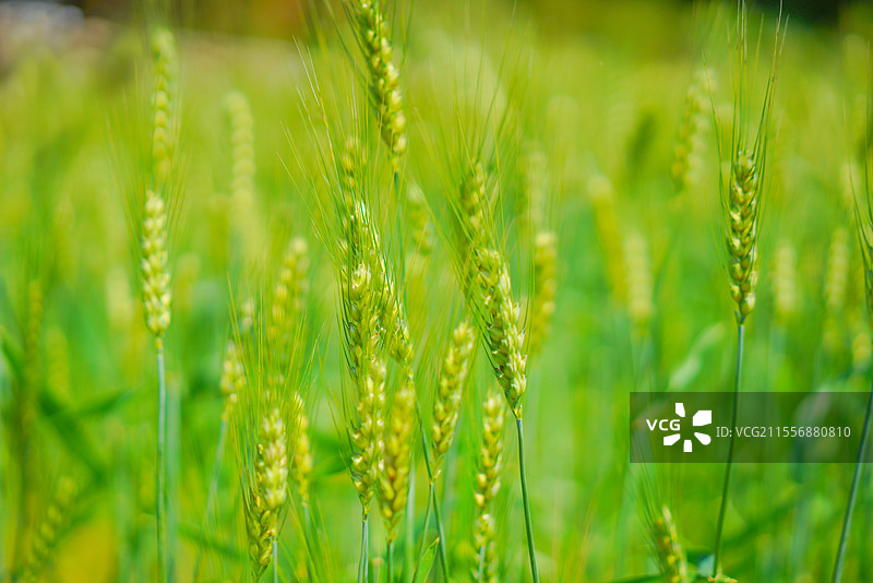 广州市从化区，罗洞工匠小镇，麦田乡村田园风光！图片素材