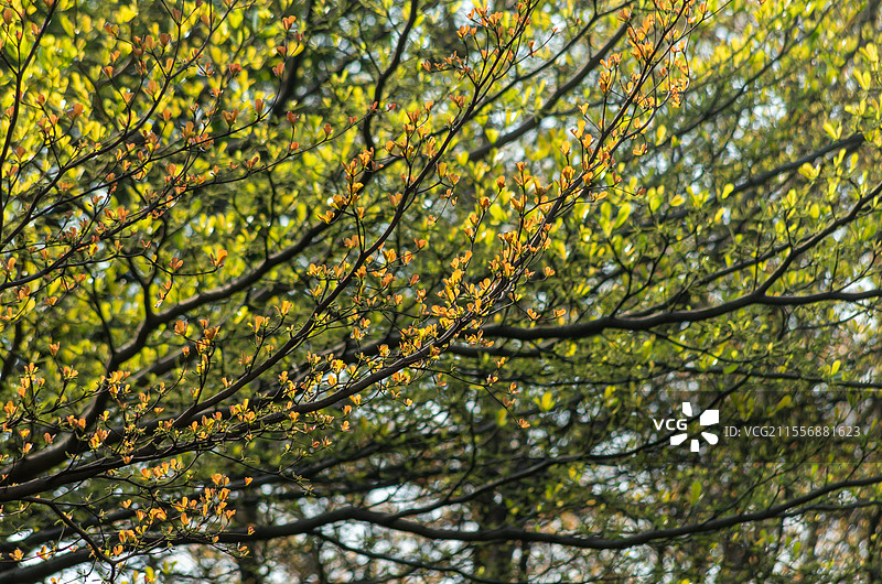 公路边发芽的树图片素材