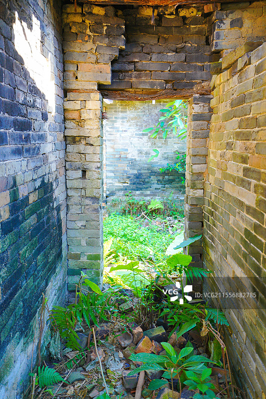 广州乡村，山村老尸版大榕树，树妖魔爪，恐怖怪诞图片素材