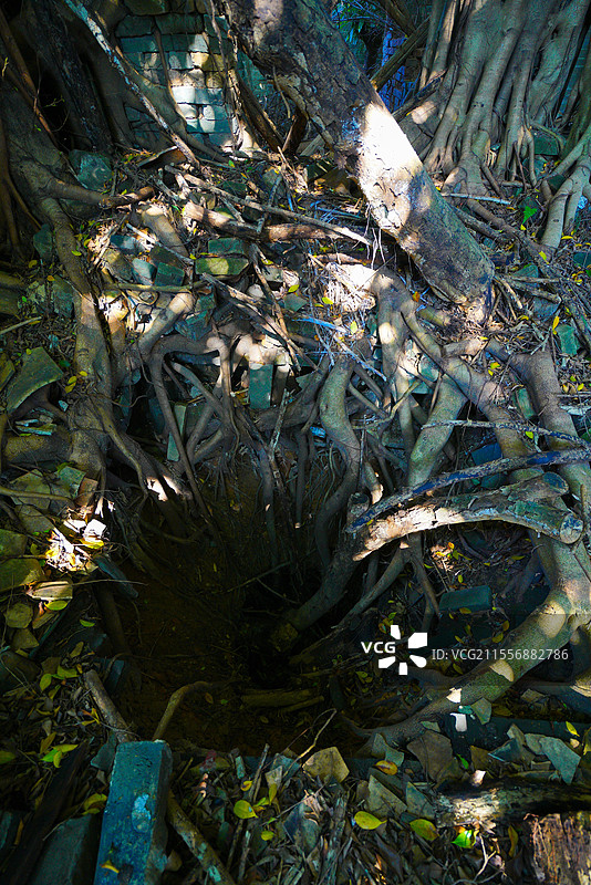 广州乡村，山村老尸版大榕树，树妖魔爪，恐怖怪诞图片素材