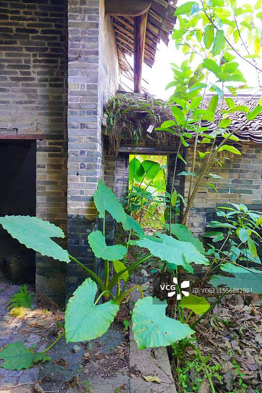 广州乡村，山村老尸版大榕树，树妖魔爪，恐怖怪诞图片素材