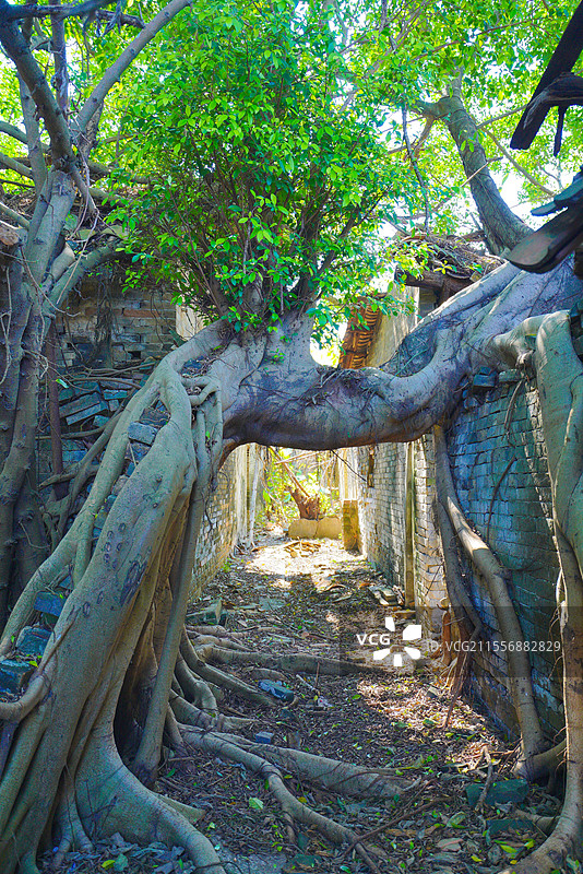广州乡村，山村老尸版大榕树，树妖魔爪，恐怖怪诞图片素材