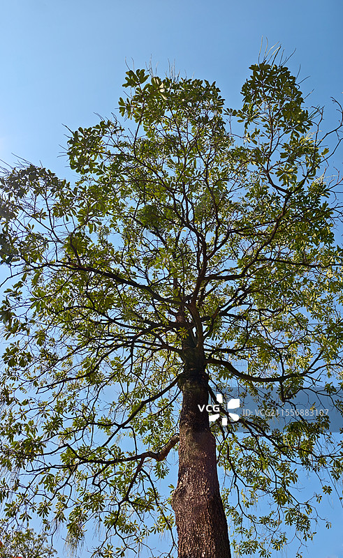 汕头中山公园的一棵糖胶树图片素材