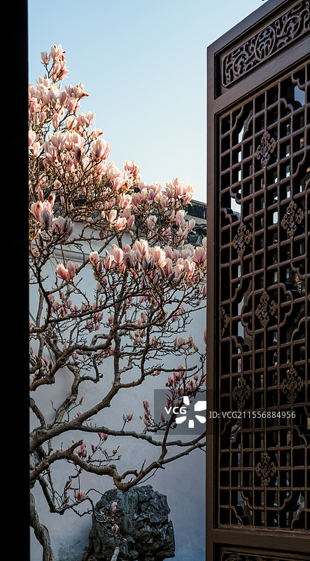 苏州园林，网师园，玉兰花图片素材