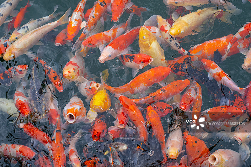 中国野生动物野外动物拍摄主题，鱼池鱼塘里五颜六色的锦鲤正在觅食，户外白昼无人图像摄影图片素材