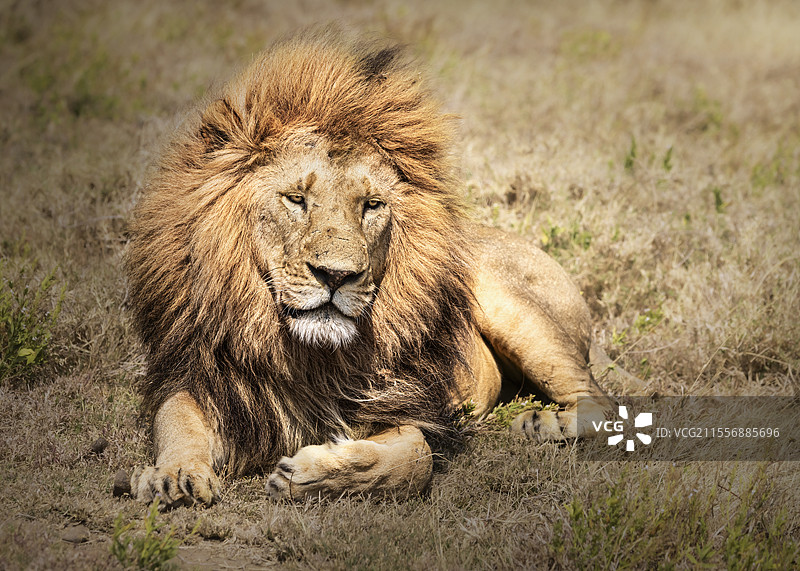 威严— 塞伦蒂大草原图片素材
