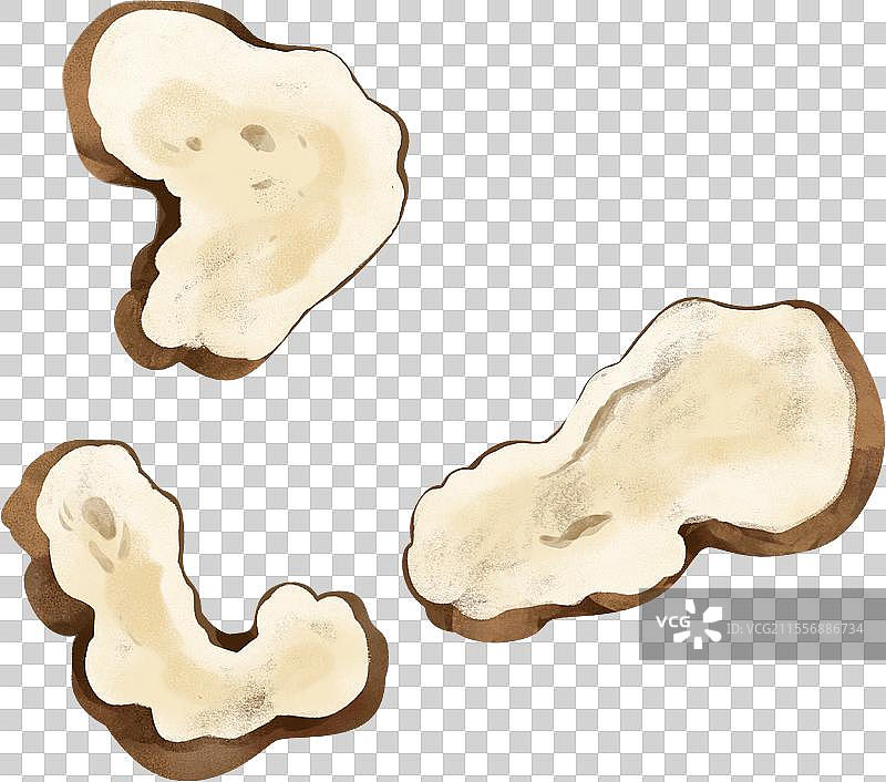 三片白术中药材插画图片素材