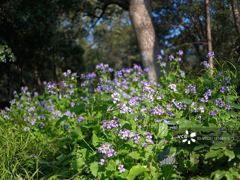 杭州西湖 花 春分 晴天图片素材