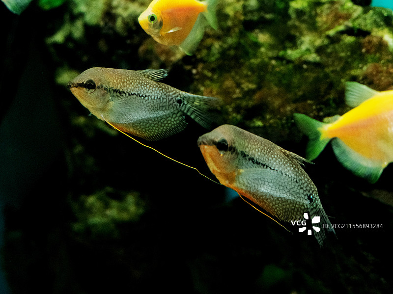 珍珠马甲鱼图片素材