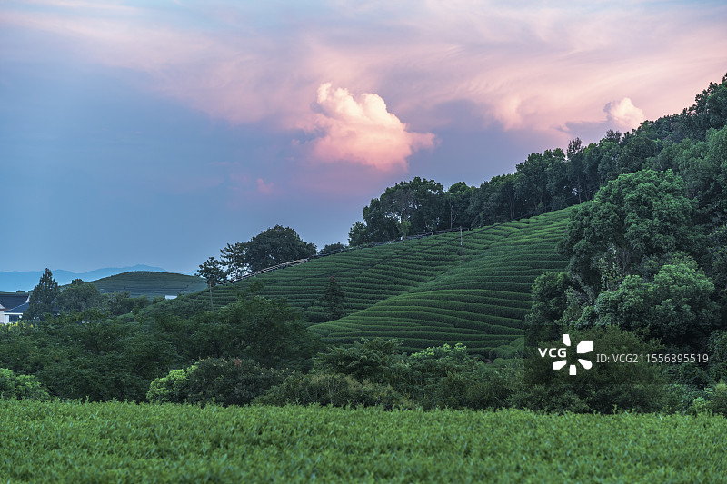 杭州龙坞茶园的夜晚 晚霞与茶山相映成趣 没有人造光源图片素材