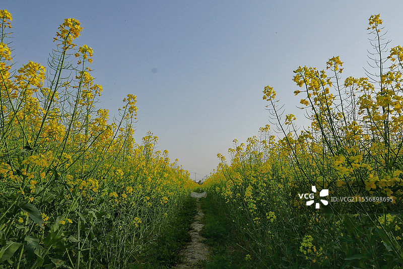 美丽的田园风光图片素材