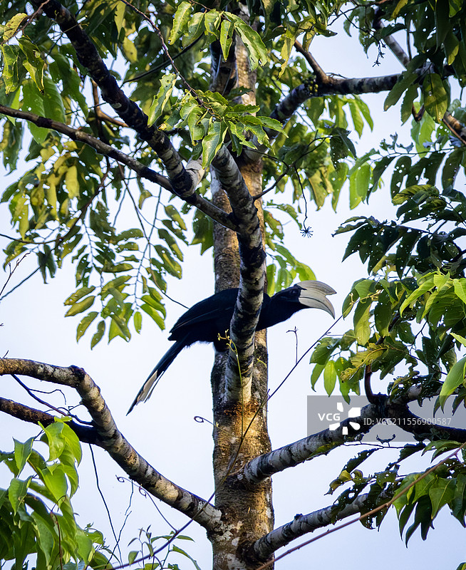 马来西亚婆罗洲犀鸟图片素材