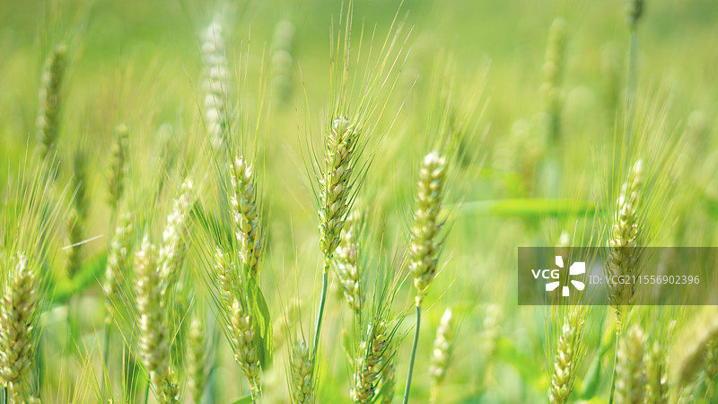 广州市从化区，罗洞工匠小镇，麦田乡村田园风光！图片素材