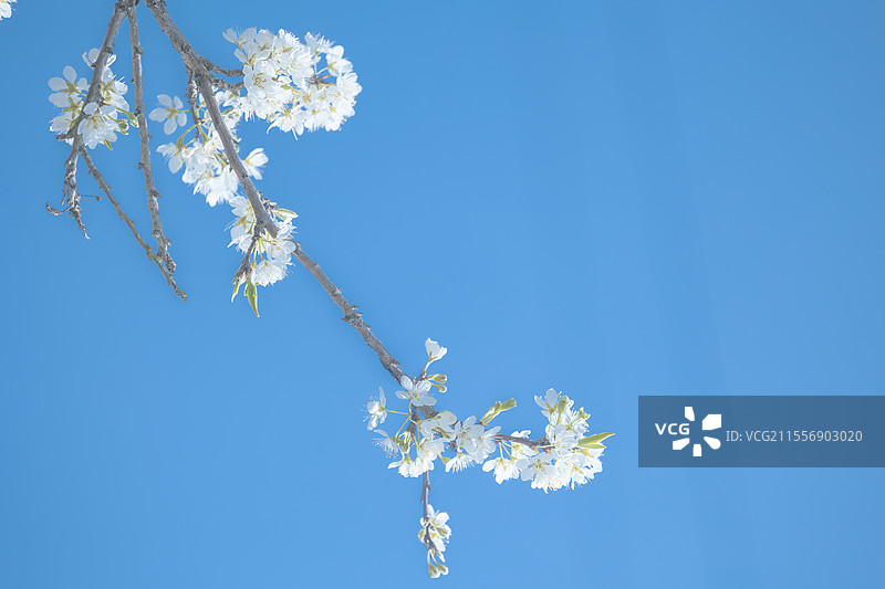 春天李花图片素材