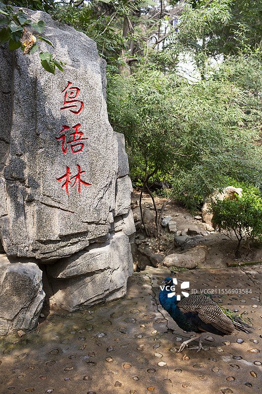 秦皇岛燕塞湖景区鸟语林里的孔雀图片素材