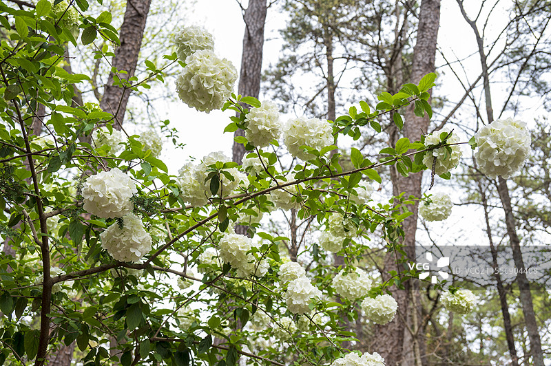 美国杜克大学春天的校园和花园图片素材
