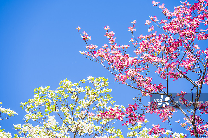 美国杜克大学春天的校园和花园图片素材