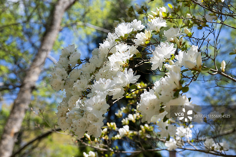 美国杜克大学春天的校园和花园图片素材